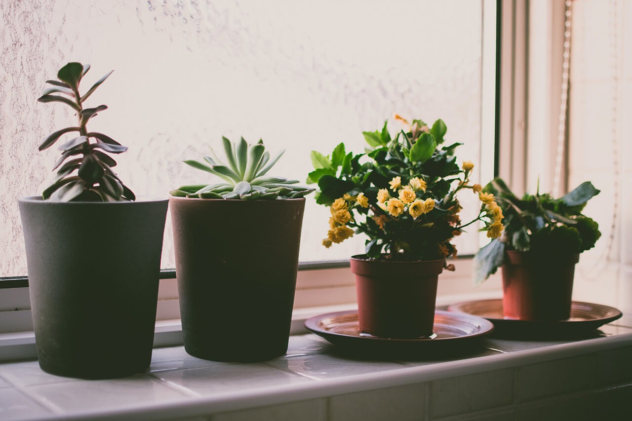 El Arte de Elegir y Utilizar Macetas: Consejos para Embellecer tu Espacio con Plantas